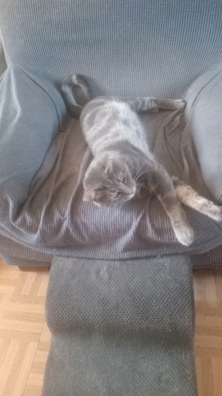 Adopter Honey