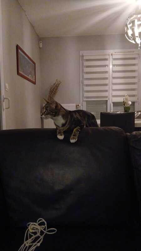 Adopter Athos