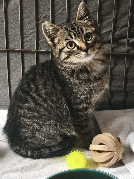 Adopter Ugli