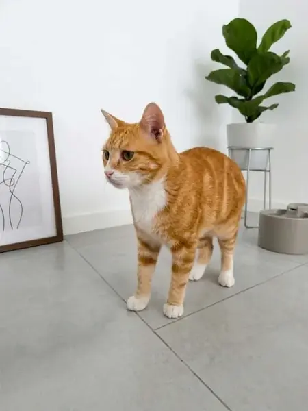 Adopter Paulo