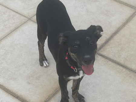 Adopter Tylia