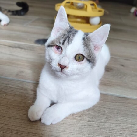 Adopter Paolo