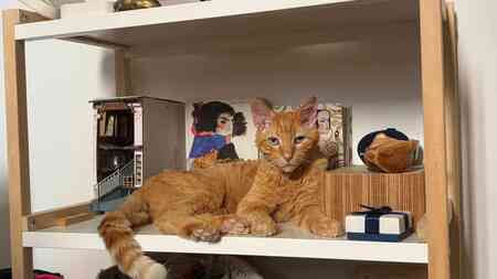 Adopter Paul