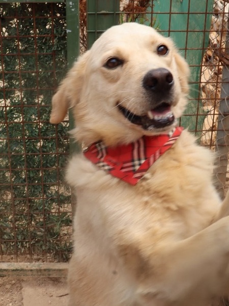 Adopter Teddy