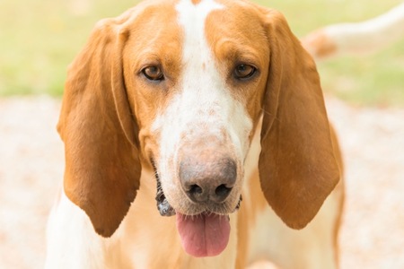 Adopter Ruben