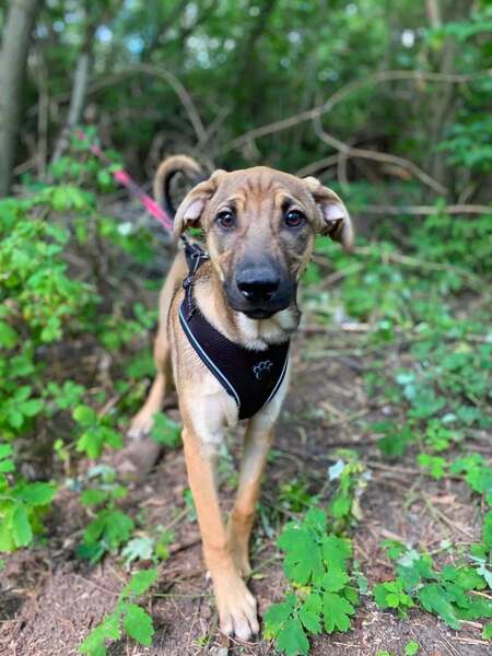 Adopter Larson