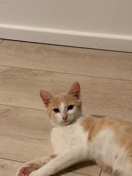 Adopter Blondie