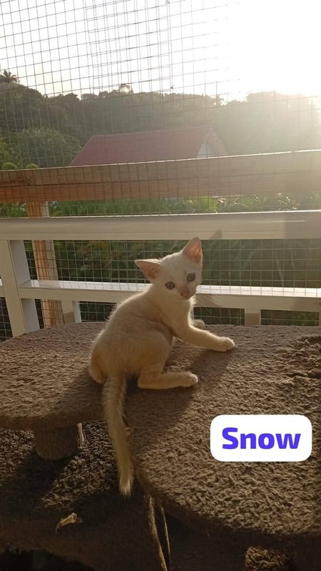 Adopter Snow
