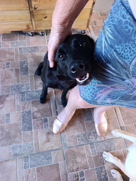 Adopter Nova 