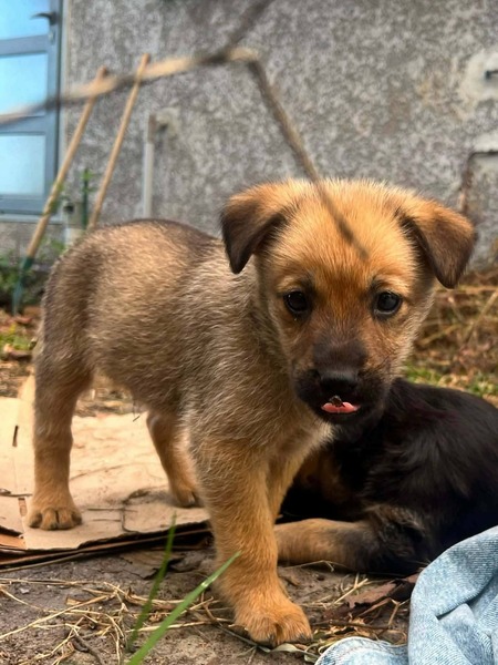 Adopter Cialao