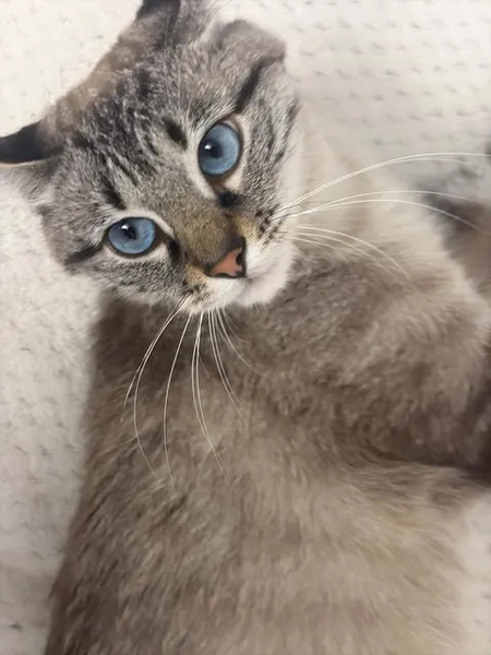 Adopter Bastet