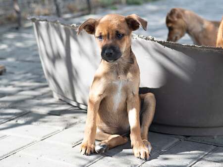 Adopter Samie