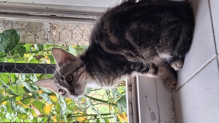 Adopter Eleonore