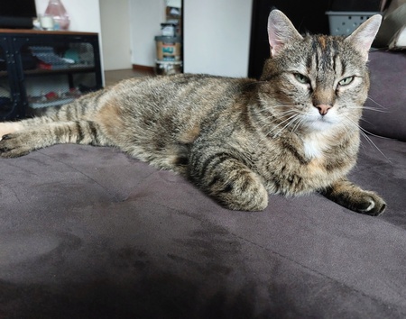 Adopter Tupi