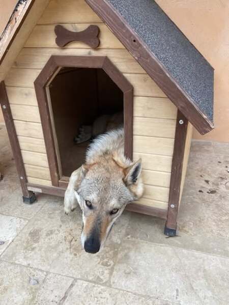Adopter Olven