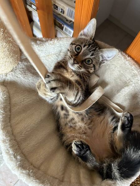 Adopter Nahia