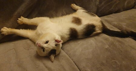 Adopter Chouchou