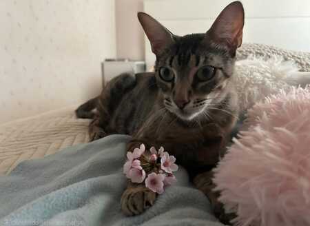 Adopter PEGGY