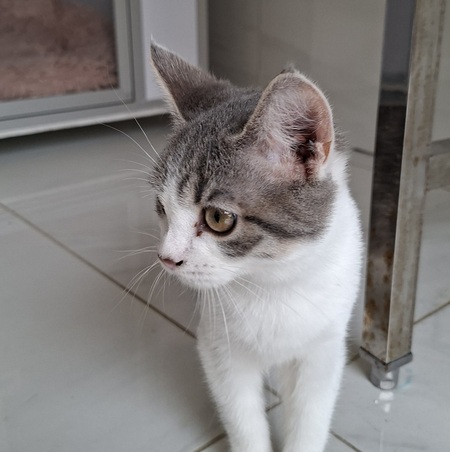 Adopter BUSTER