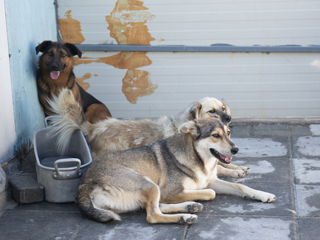 Adopter Diane