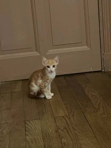 Adopter D'Artagnan