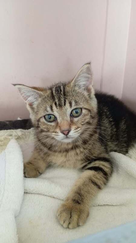 Adopter MATCHA