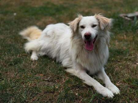 Adopter Eira