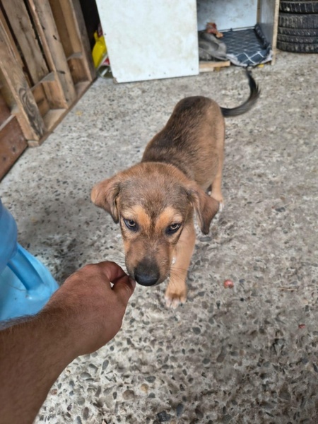 Adopter Melfi