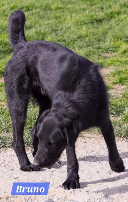 Adopter BRUNO