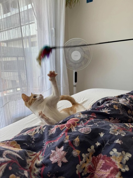 Adopter Curly
