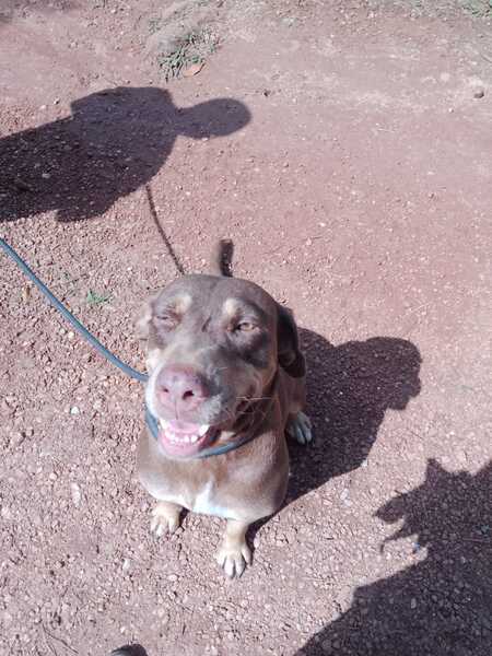 Adopter mali