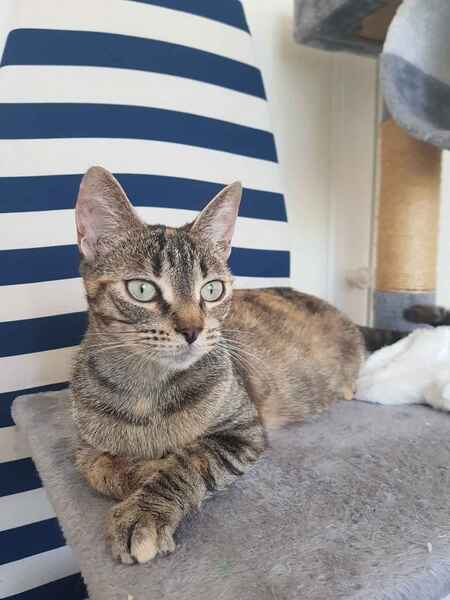 Adopter Butternut 