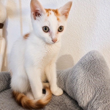 Adopter Blanko