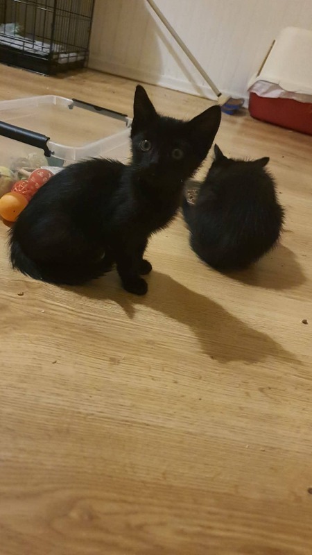 Adopter Billie
