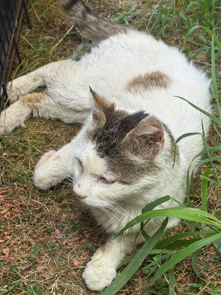 Adopter Marco