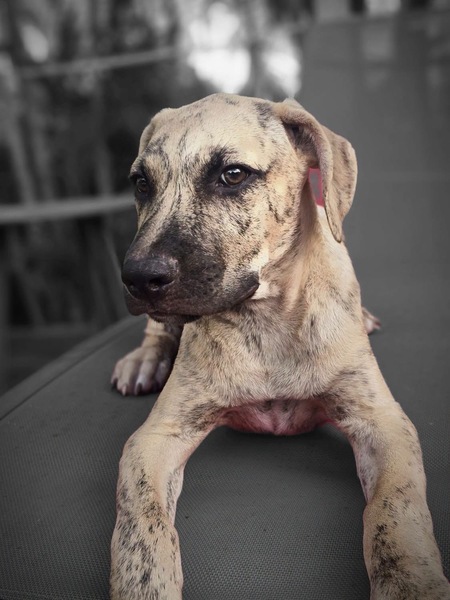 Adopter Fenzo