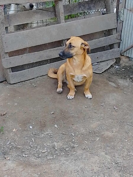 Adopter Uka