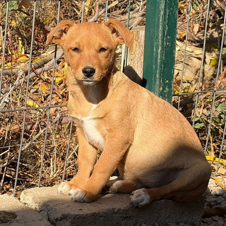 Adopter Bulle