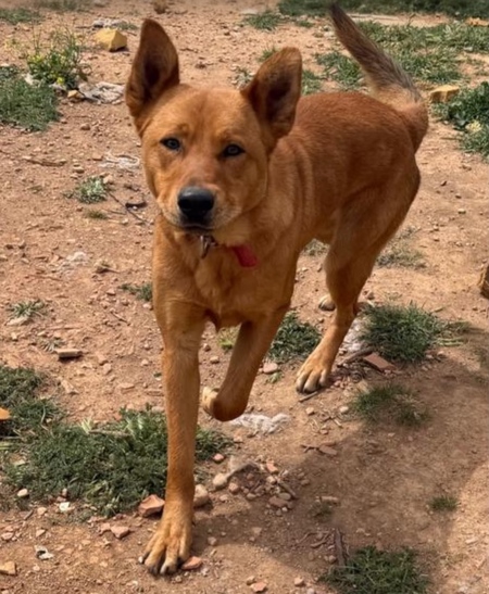 Adopter Bonacho
