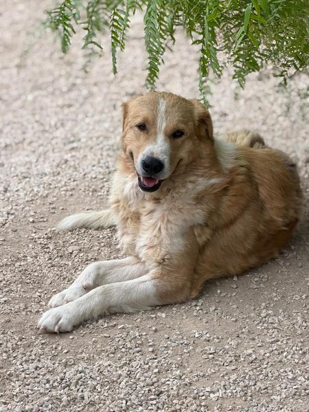 Adopter Guapo