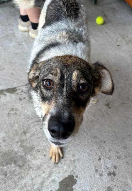 Adopter Dune