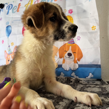 Adopter Boomer