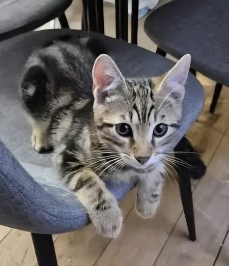 Adopter CALIBAN