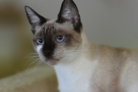 Adopter Satine