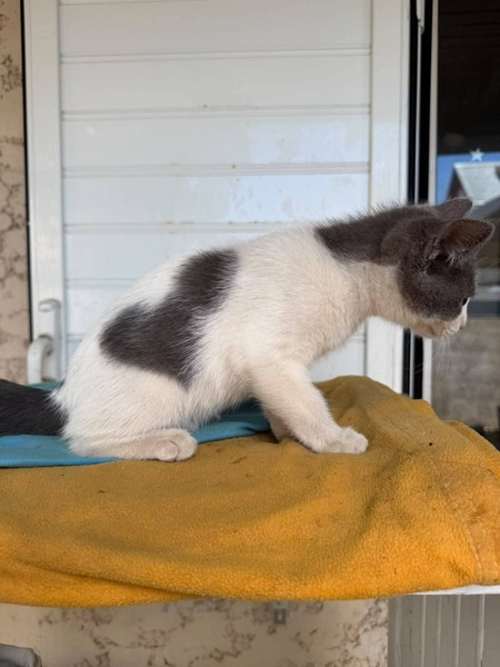 Adopter Nicky