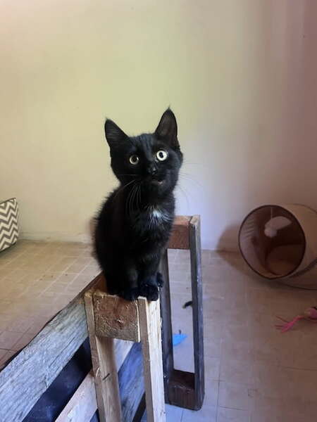 Adopter ONYX