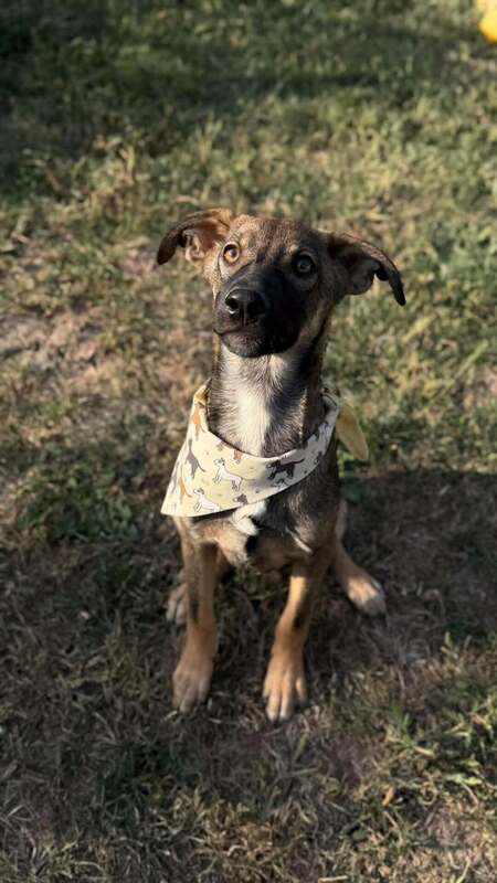 Adopter Octave