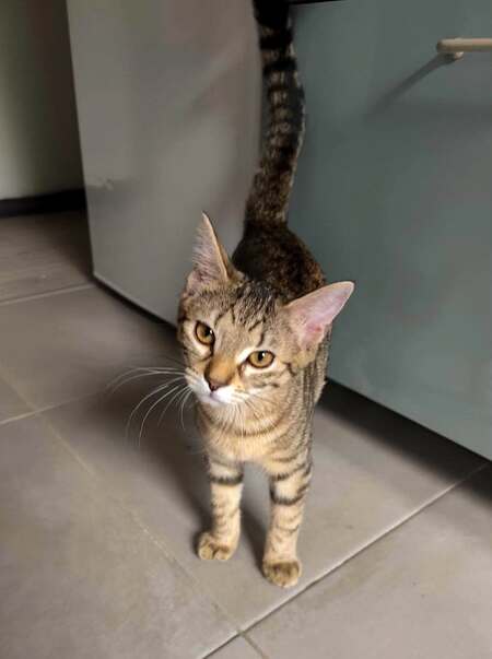 Adopter Sophie