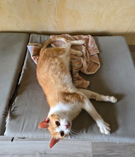 Adopter Stan