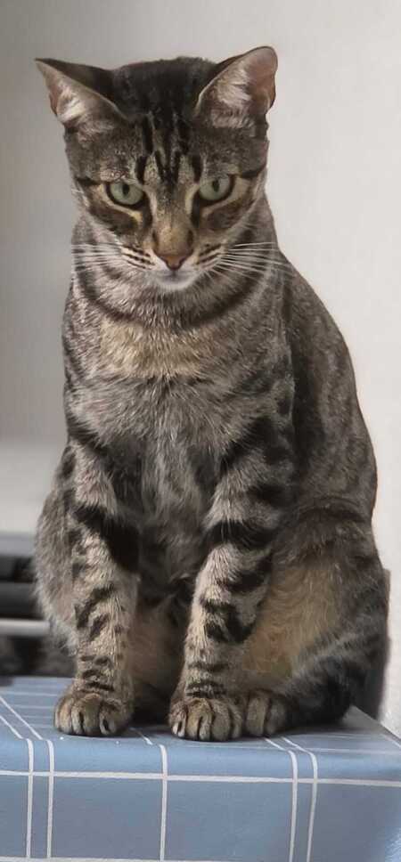 Adopter PEGGY